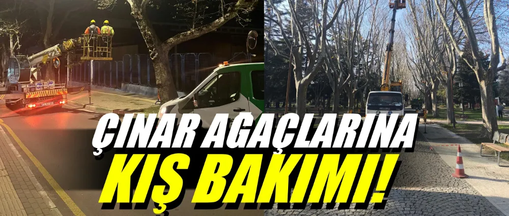 Çınar ağaçlarına kış bakımı!