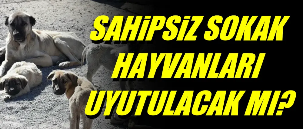 Sahipsiz sokak hayvanları uyutulacak mı?