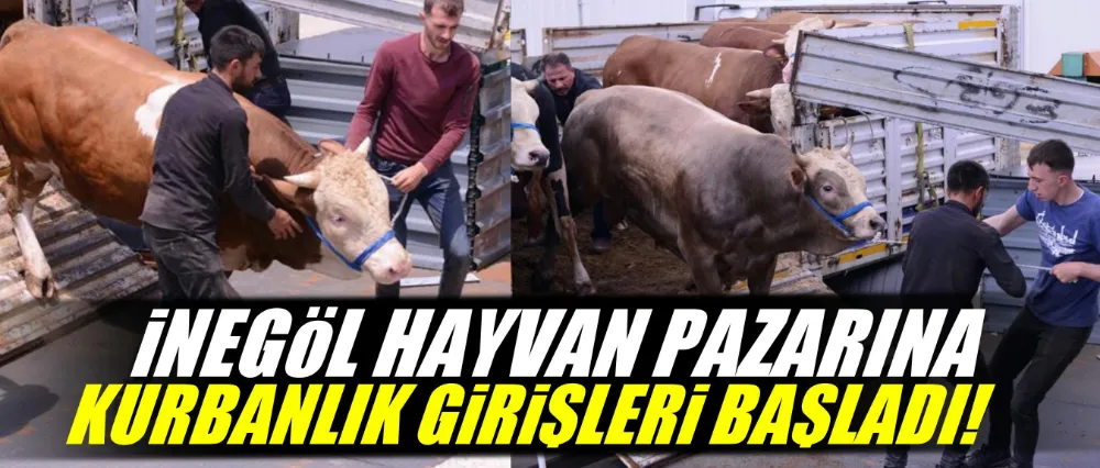 İnegöl hayvan pazarına kurbanlık girişleri başladı!