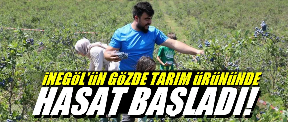 Mavi yemişte hasat başladı