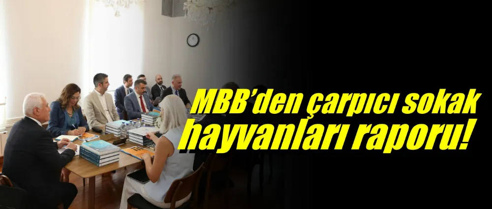 MBB’den çarpıcı sokak hayvanları raporu