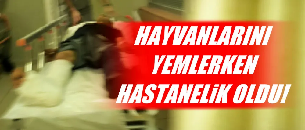 Sığır tepti hastanelik oldu!