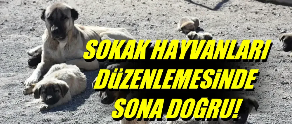 Sokak hayvanları düzenlemesinde sona doğru…