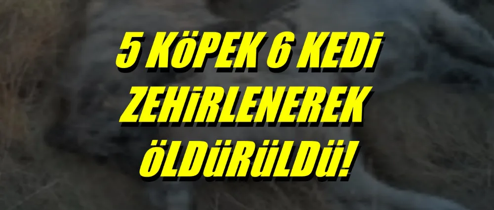 Hayvanları zehirleyerek öldürdüler!