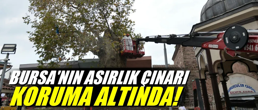 Bursa’nın asırlık çınarı koruma altına alındı