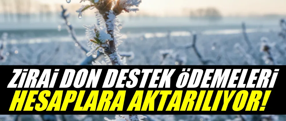 Zirai don ödemeleri hesaplara aktarılıyor!