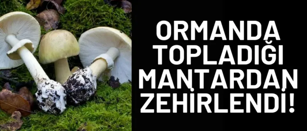 Ormandan topladığı mantardan zehirlendi!