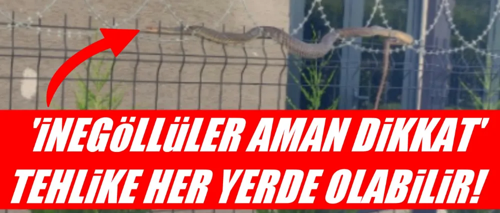 Havalar ısındı yılan vakaları arttı!