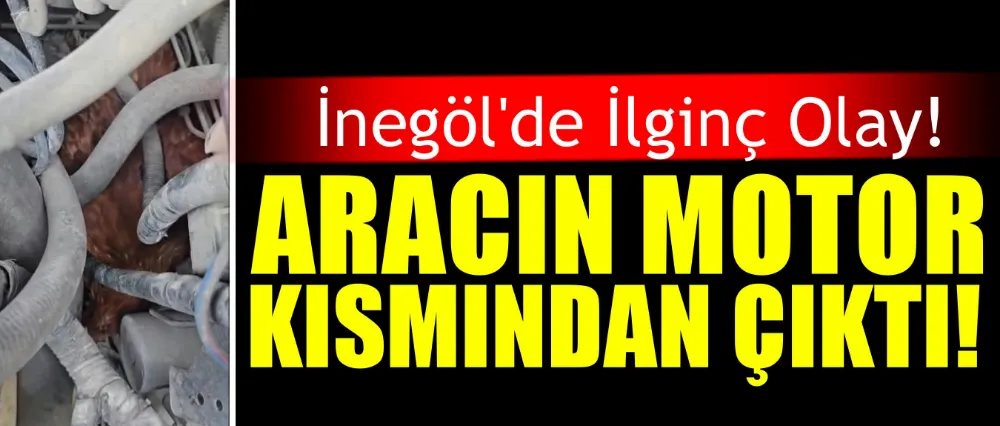 Aracın motor kısmına tavuk girdi!