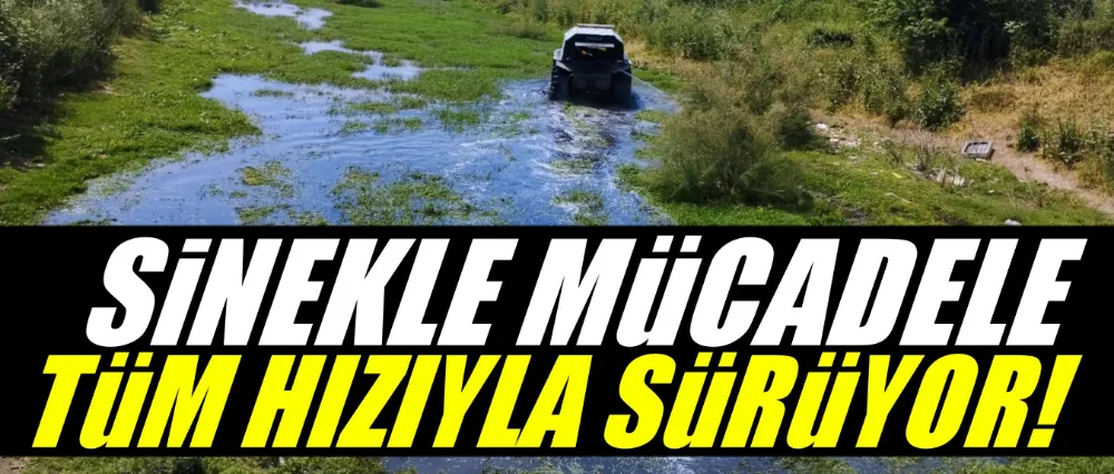 Sinekle mücadele tüm hızıyla sürüyor
