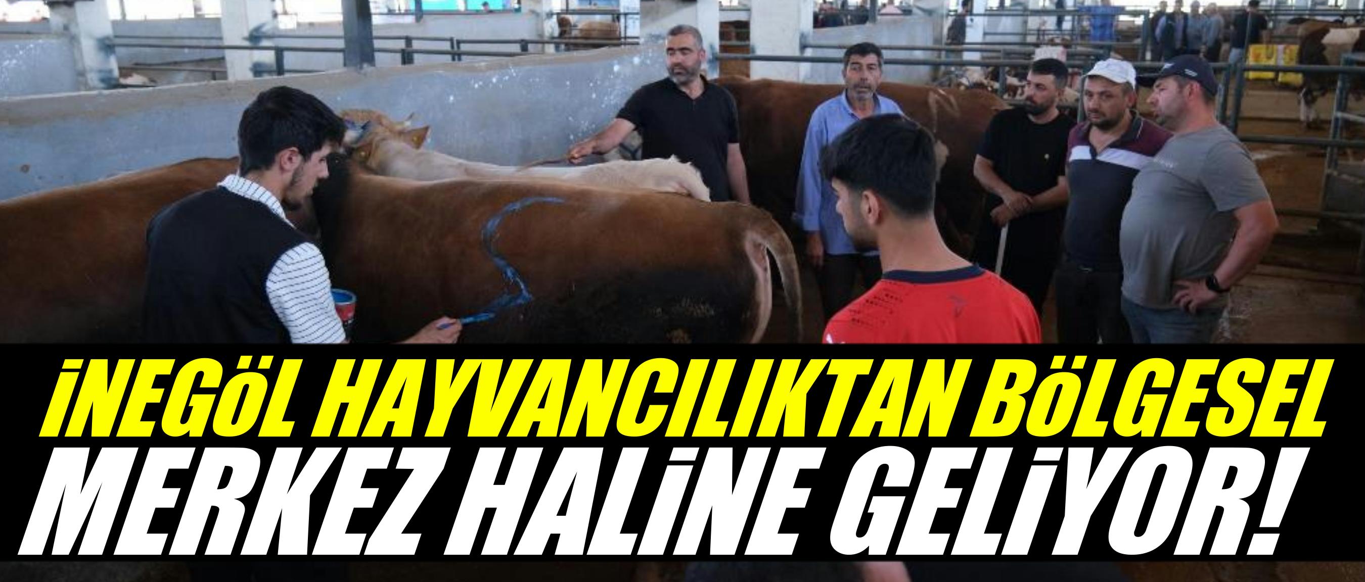 İnegöl hayvancılıkta bölgesel merkez haline geliyor!