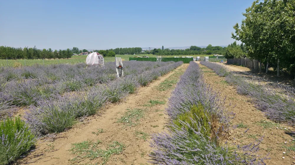 İnegöllüler gidip lavanta toplayabilir!