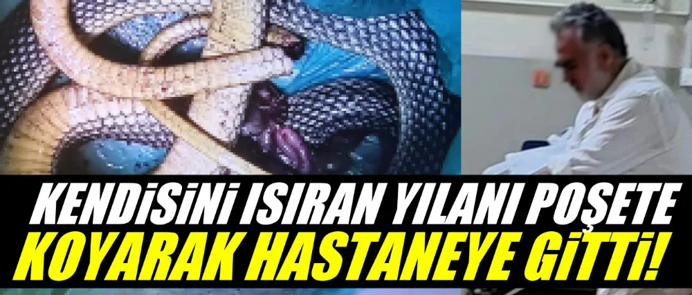Kendisini ısıran yılanı poşete koyarak hastanenin yolunu tuttu!